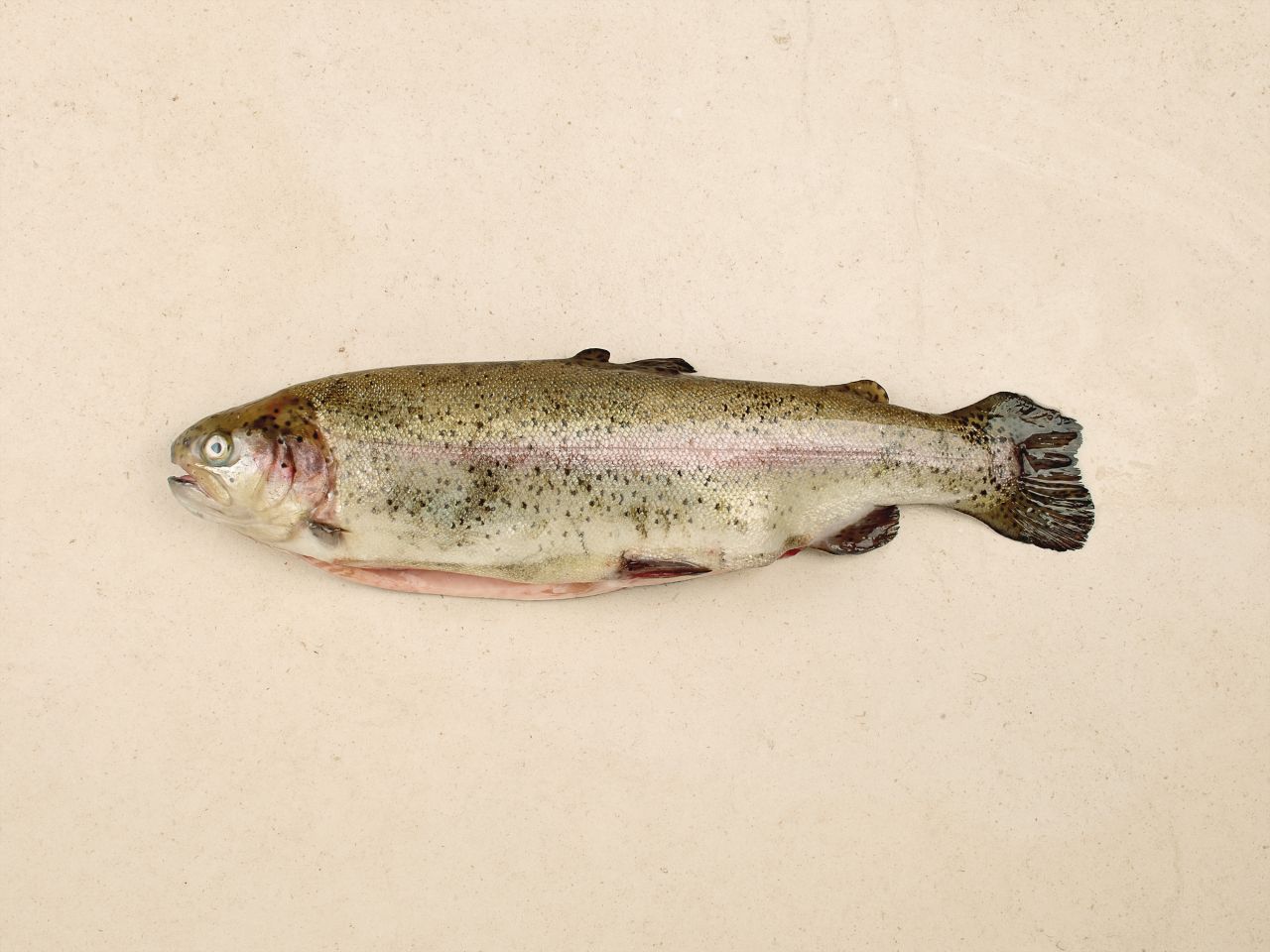 Lachsforelle  Lachsforelle