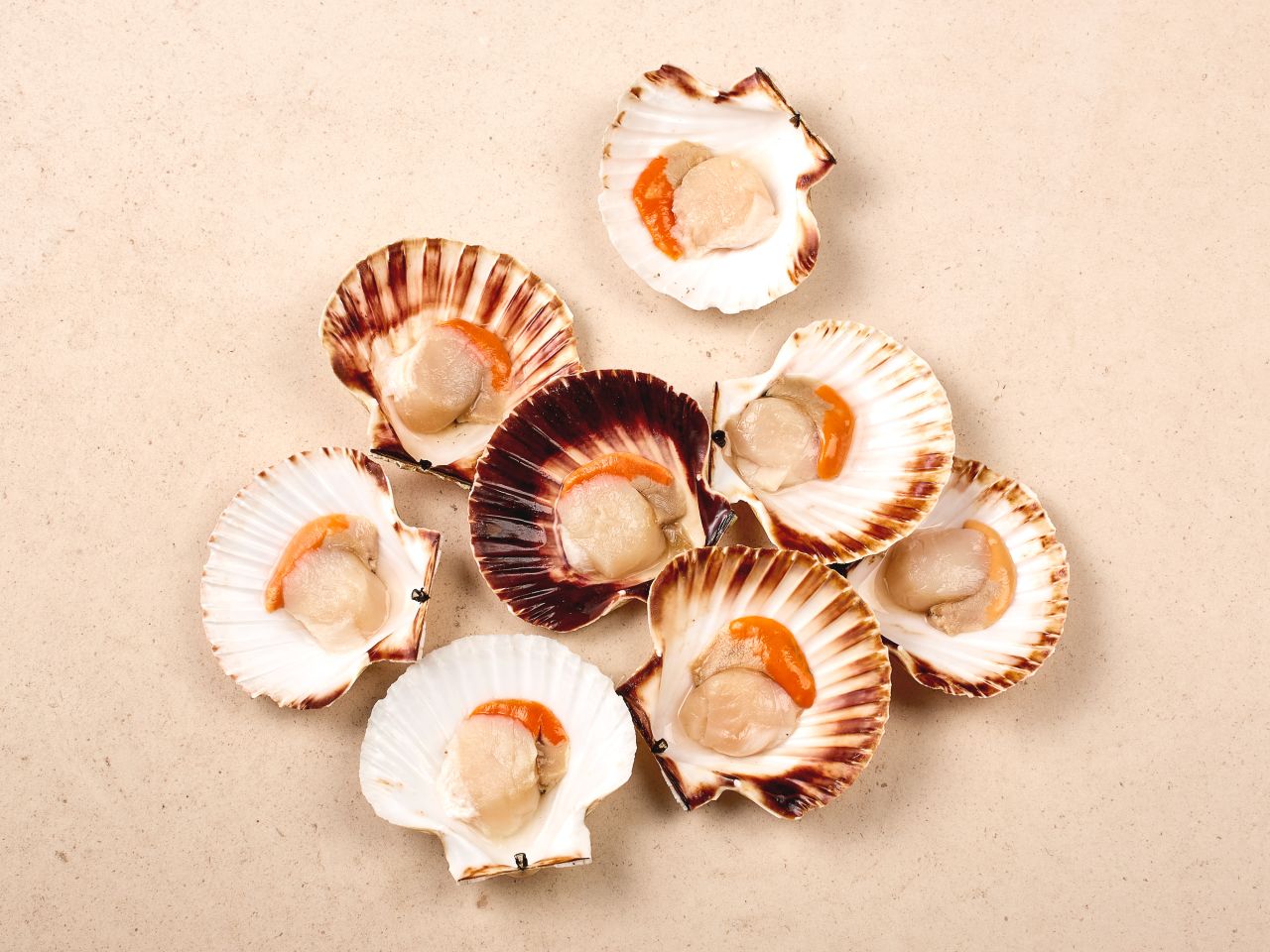 Jakobsmuscheln in halber Schale ·  8-12 Stück · TK Jakobsmuscheln in halber Schale ·  8-12 Stück · TK