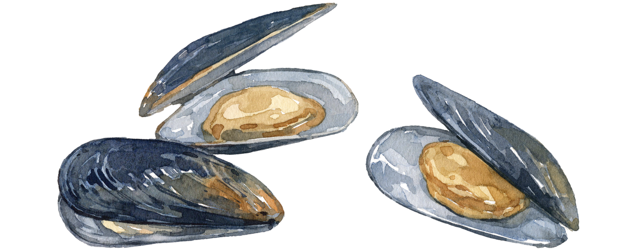 Fischlexikon: Miesmuschel Fischlexikon: Miesmuschel