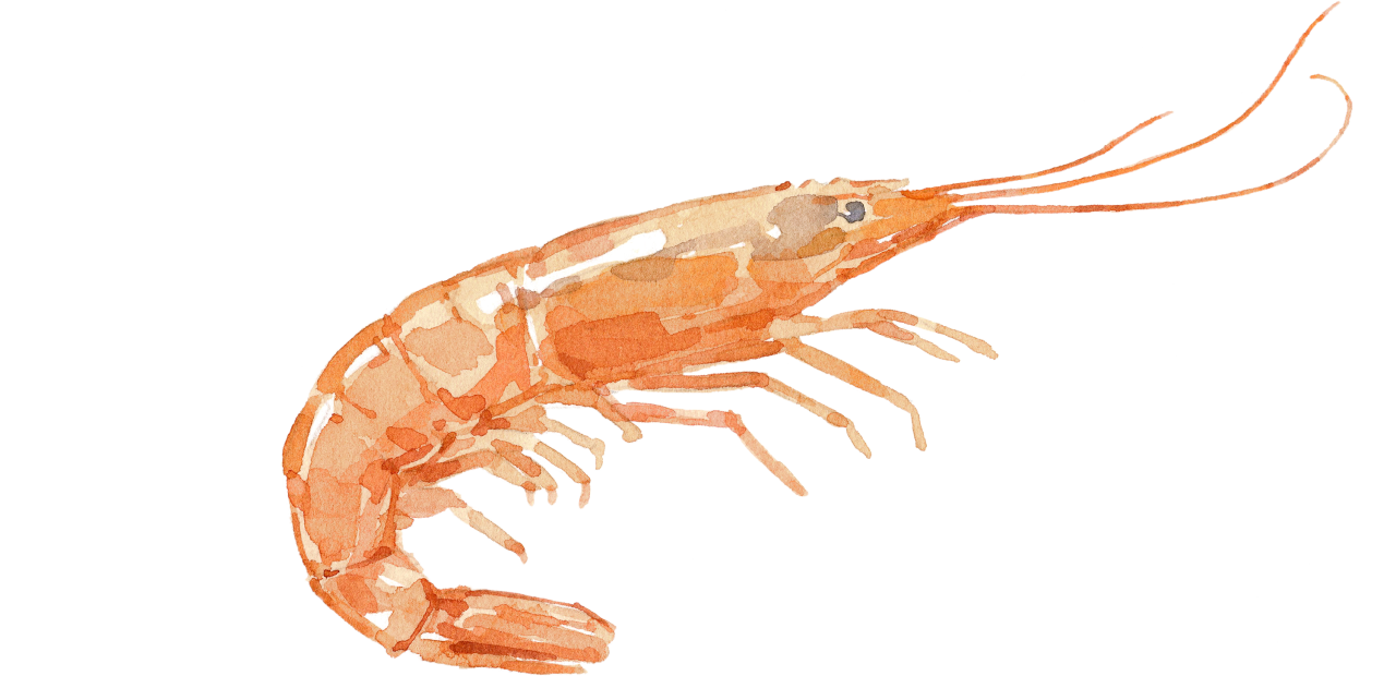 Fischlexikon: Garnele Fischlexikon: Garnele