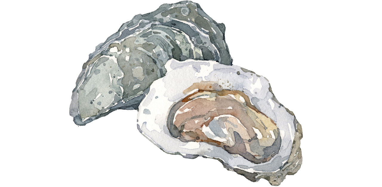 Fischlexikon: Auster