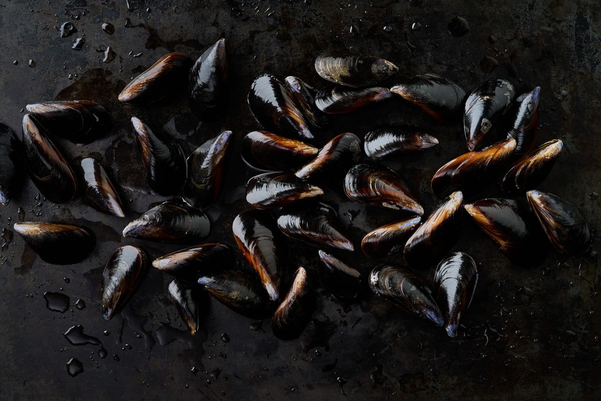 Miesmuscheln