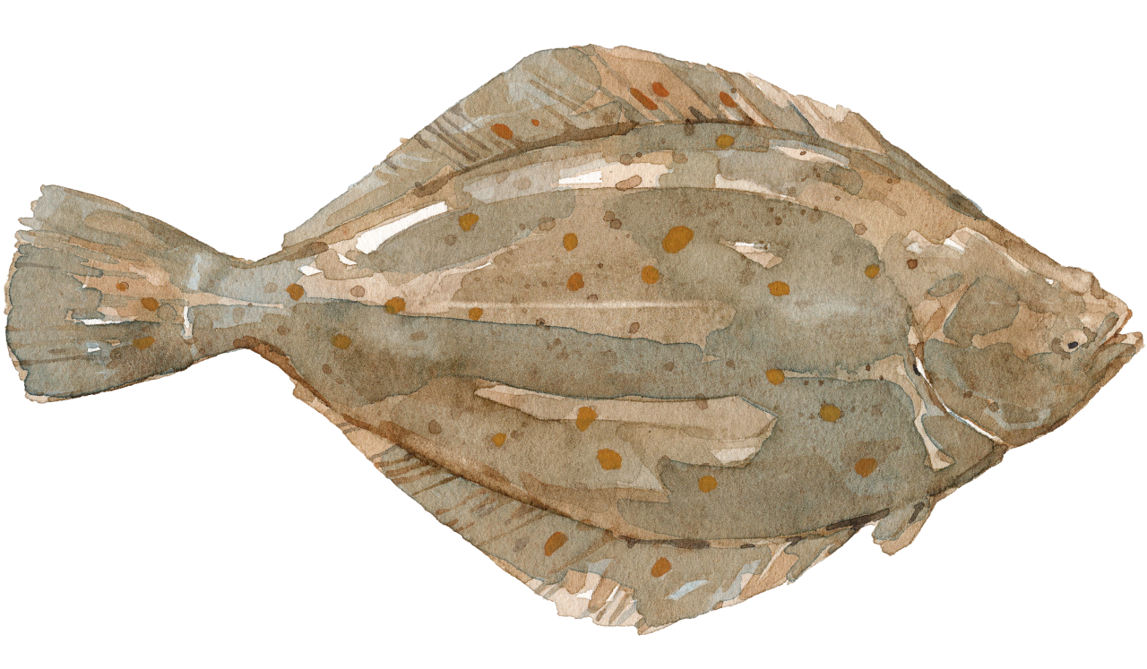 Fischlexikon: Scholle