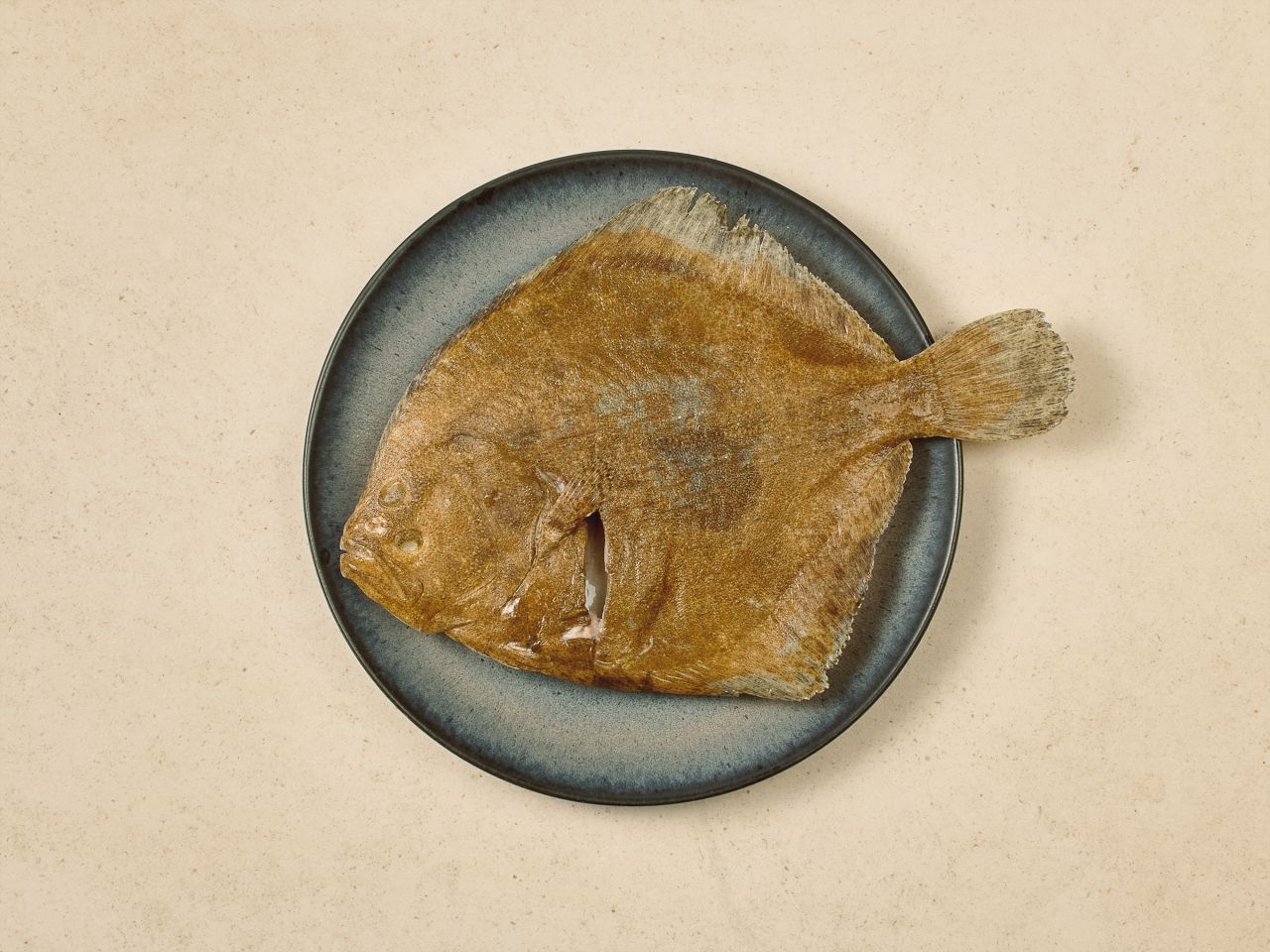 Steinbutt · Wildfang · TK Steinbutt · Wildfang · TK