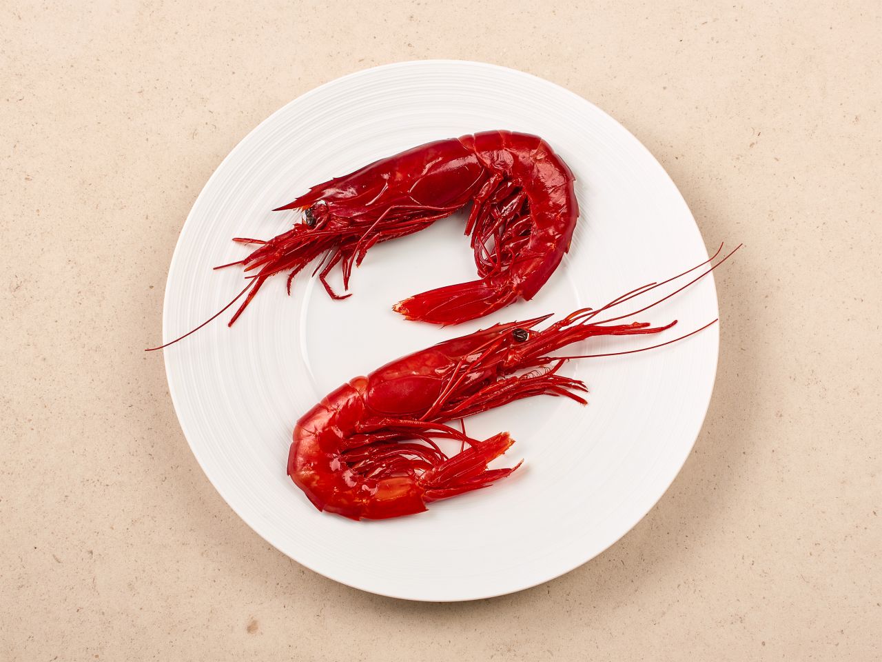 Gamba Carabinero · TK