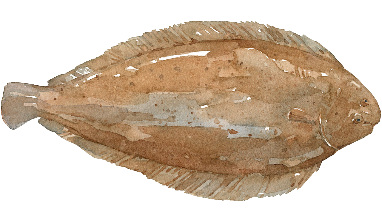 Fischlexikon: Seezunge Fischlexikon: Seezunge