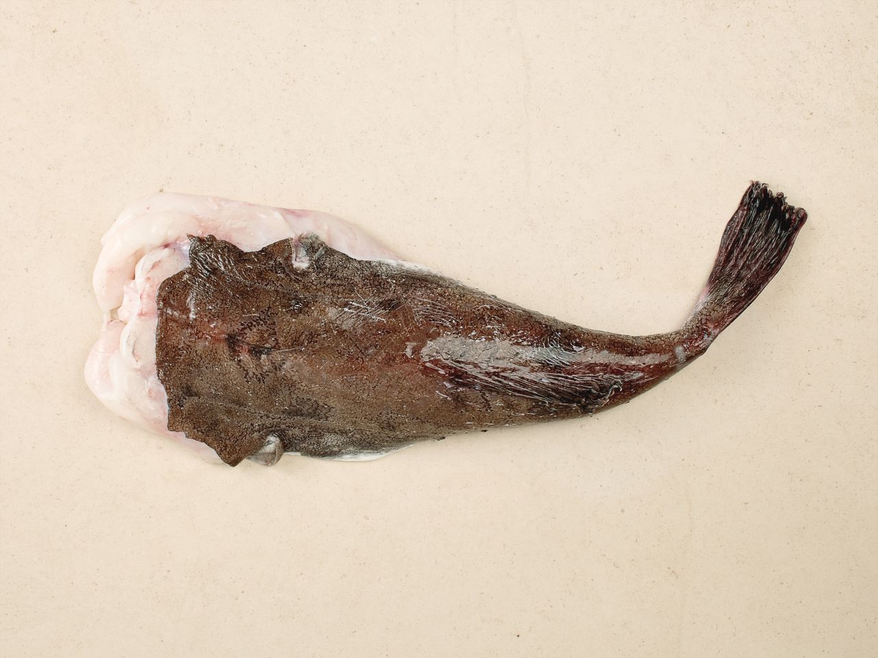 Seeteufel · ohne Kopf Seeteufel · ohne Kopf