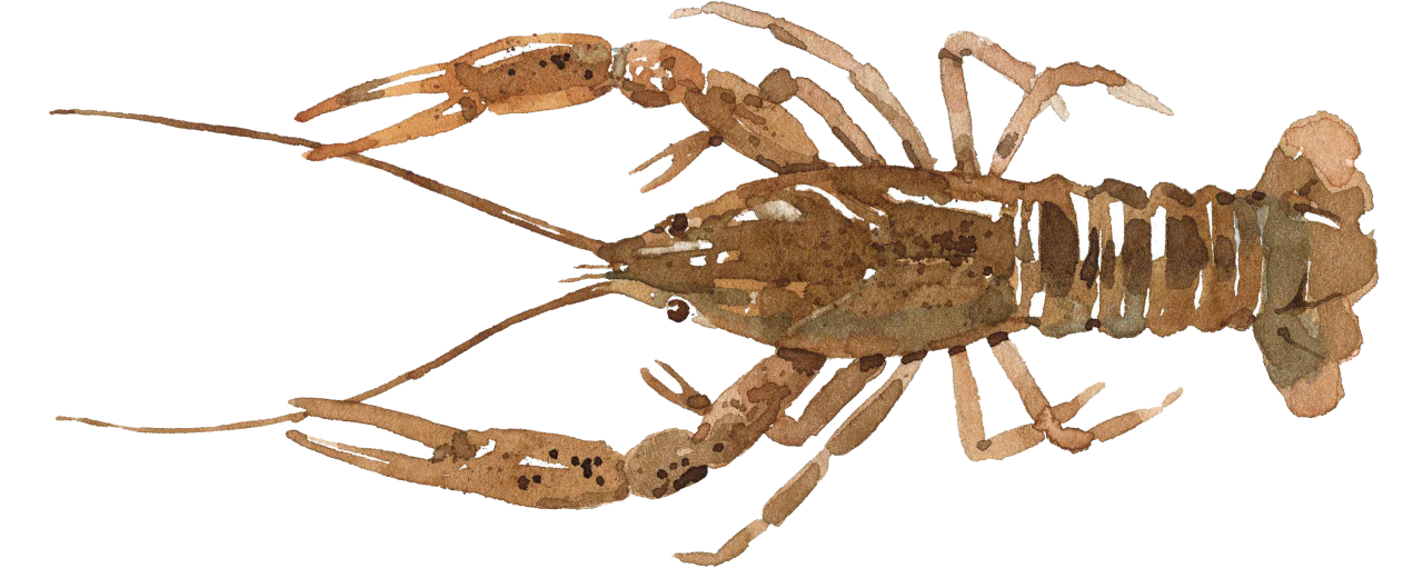 Fischlexikon: Flusskrebs