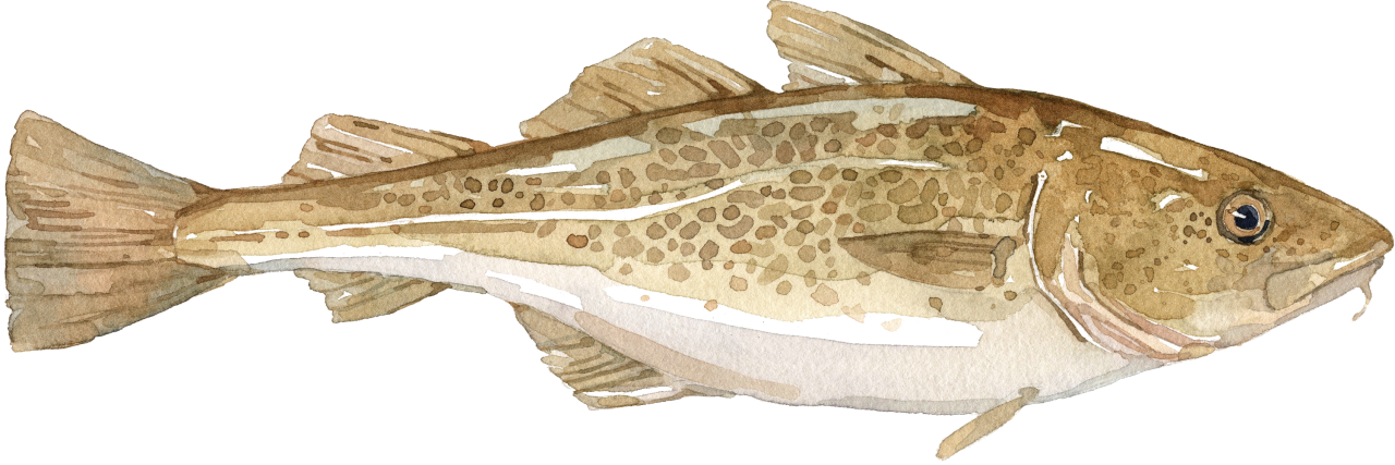 Fischlexikon: Kabeljau Fischlexikon: Kabeljau