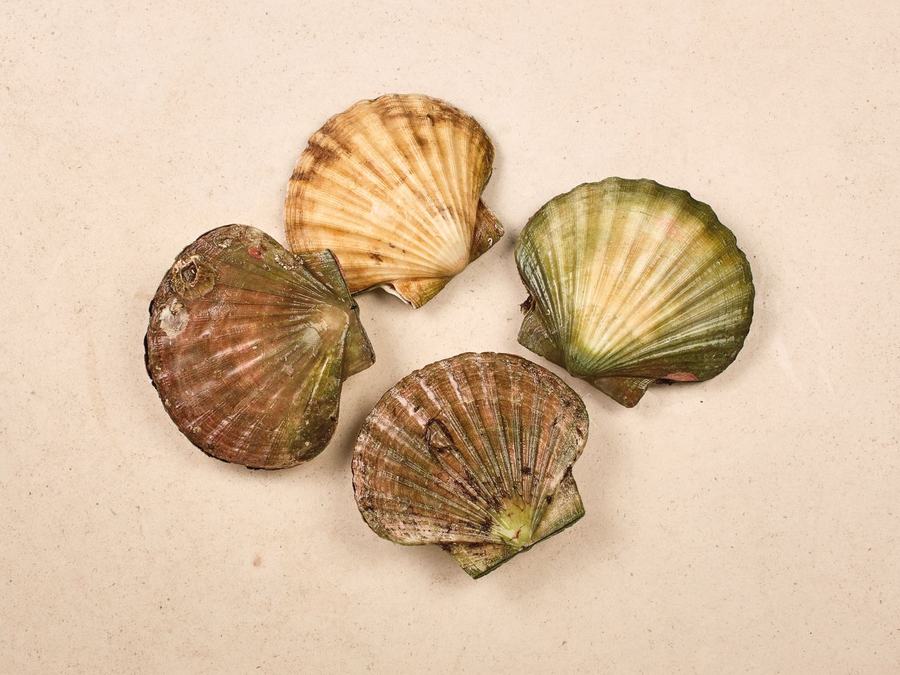Handgetauchte Jakobsmuscheln XXL ·  4 Stück · TK