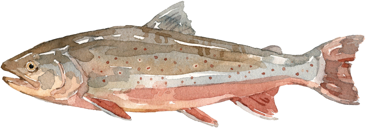 Fischlexikon: Saibling Fischlexikon: Saibling