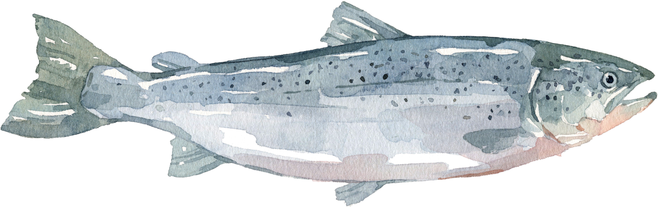 Fischlexikon: Lachs Fischlexikon: Lachs