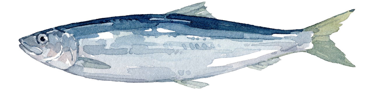 Fischlexikon: Hering