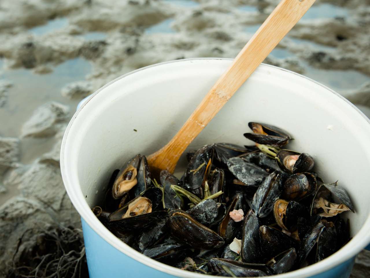 Rezept: In 15 Minuten: Miesmuscheln à la Provence Rezept: In 15 Minuten: Miesmuscheln à la Provence