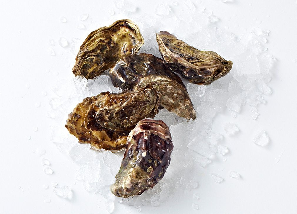 Austern richtig lagern Austern richtig lagern