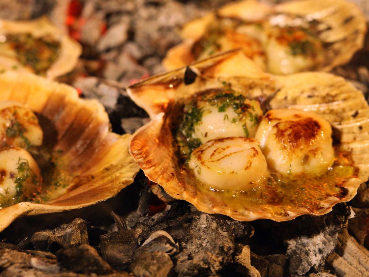 Jakobsmuschelschale Jakobsmuschelschale